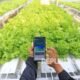 Ilustrasi warga desa memanfaatkan perangkat digital untuk merekam proses pertanian. (Foto : Republika)